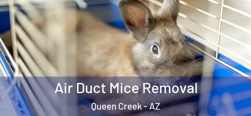 Air Duct Mice Removal Queen Creek - AZ